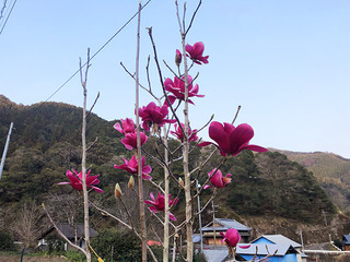 IMG_1136.jpg