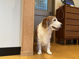 IMG_2447.jpg