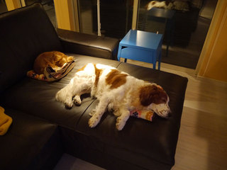 P1300629.jpg